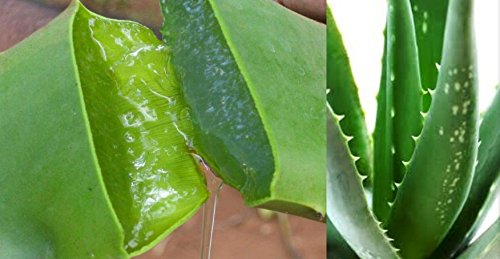 Kazima Aloe Vera Gel 500g & Tea Tree Oil 15ml Combo | 100% Natural | Skin Care, Hair Care, Acne & Dark Circles Solution