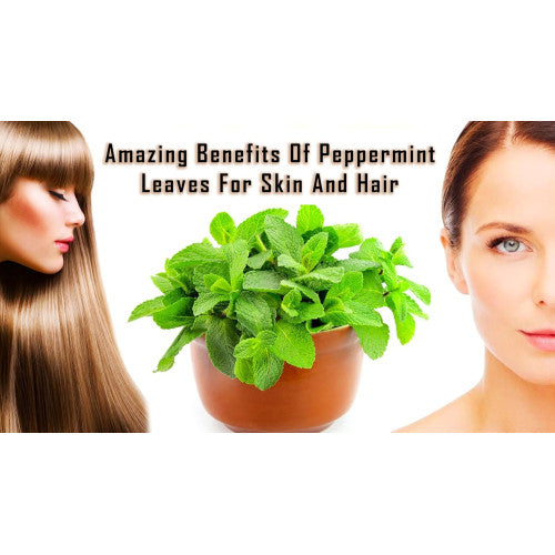 100% Pure, Undiluted Peppermint Essential Oil – Natural & Therapeutic for Hair, Skin, Muscle Relief & Aromatherapy